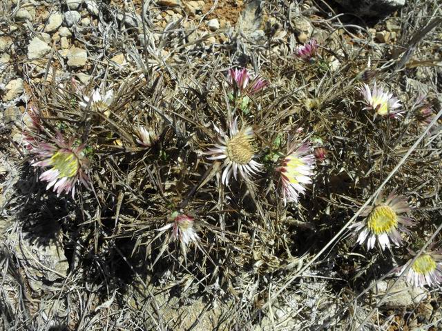 Carlina sicula?